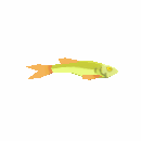Greenhorn Guppi